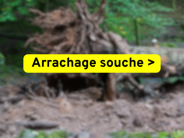 ARRACHAGE-DE-SOUCHE_r13.html